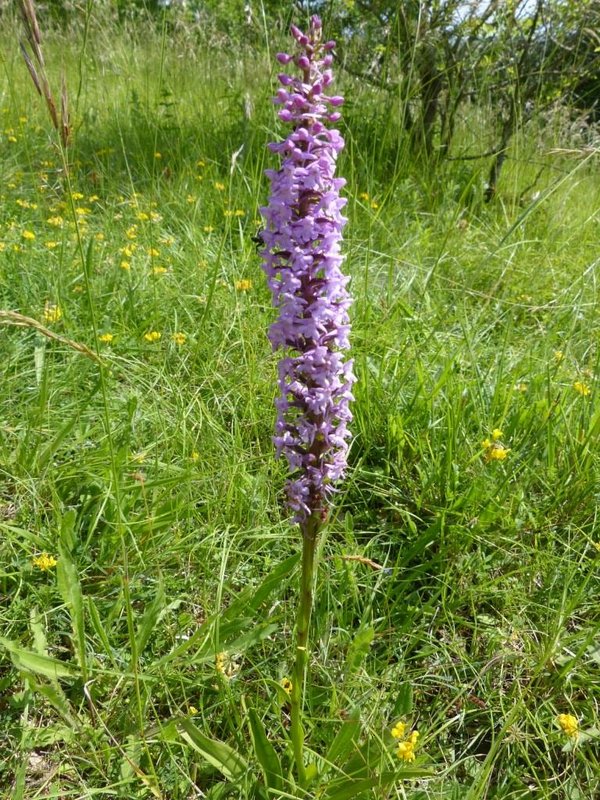 Gymnadenia conopsea Orchis moucheron